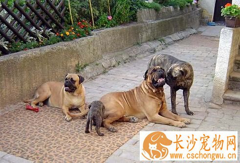 马士提夫犬的形态特征 被用来做警备犬