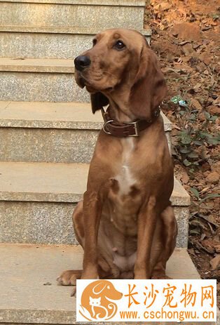 怎么挑选寻血猎犬 拥有大量显著的特征