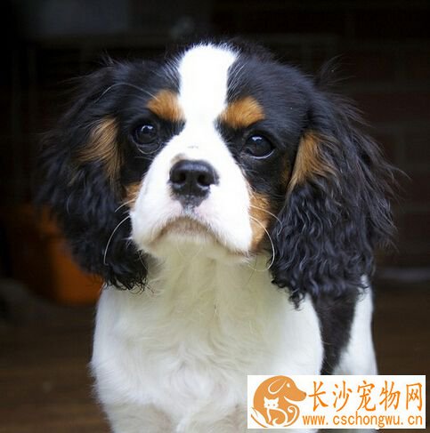查理士王小猎犬的形态特征 受英国上流人士喜爱