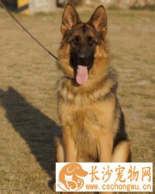 德国牧羊犬哪里有卖的 有明显的个性特征