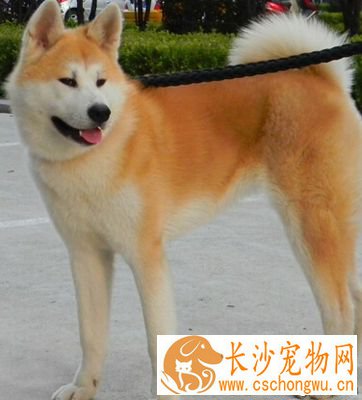如何挑选秋田犬 先了解研究它的个性特征