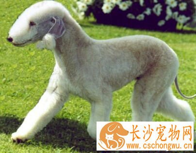  贝灵顿梗的形态特征 毛发容易打卷儿