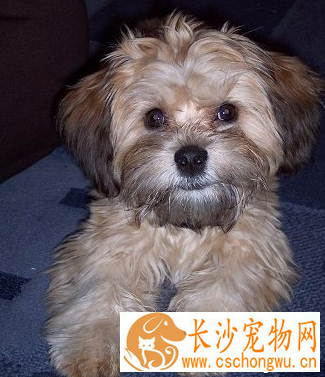  布鲁塞尔粗毛猎犬怎么选 根据外形特征去判定