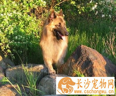  比利时坦比连犬怎么选 外部在特征是关键