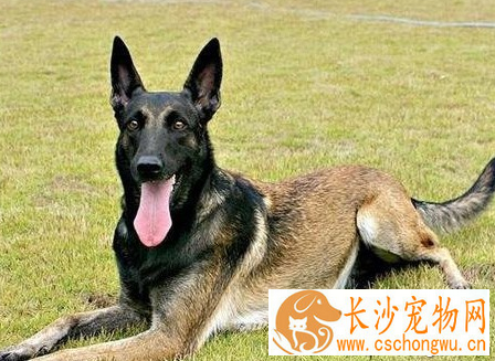  比利时坦比连犬的形态特征 步态活泼而优美
