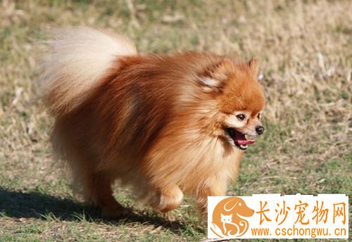 博美犬标准体重 告诉你它的外貌特征