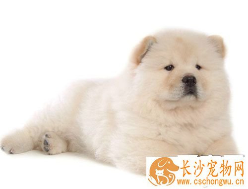 纯种松狮辨别 细心观察其外貌特征