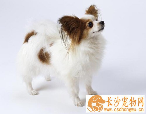 蝴蝶犬的特征 外观上的特征去辨别