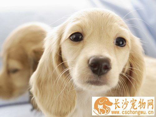 纯种金毛犬的特征 选购时不能盲目