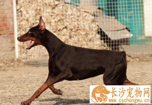 杜宾犬的标准 详细了解杜宾的各个特征