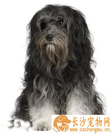 罗秦犬的形态特征  身躯紧凑匀称