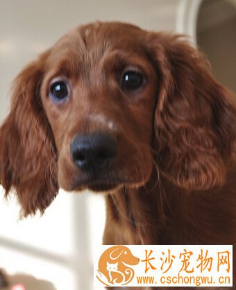 爱尔兰雪达犬的形态特征 具有外向稳定的气质