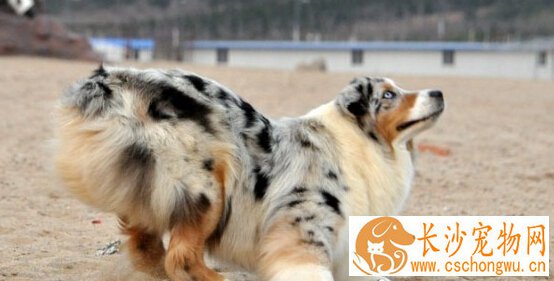 澳洲牧羊犬的形态特征 akc标准判定是否失格