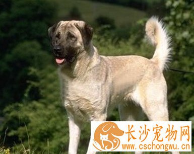  安娜图牧羊犬怎么选 根据体型特征来选择