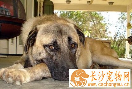 安娜图牧羊犬的形态特征 表情显得聪明伶俐
