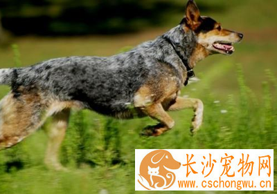  澳洲牧牛犬的形态特征 能在恶劣环境下工作