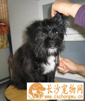  猴面犬怎么选  根据外貌特征来选择