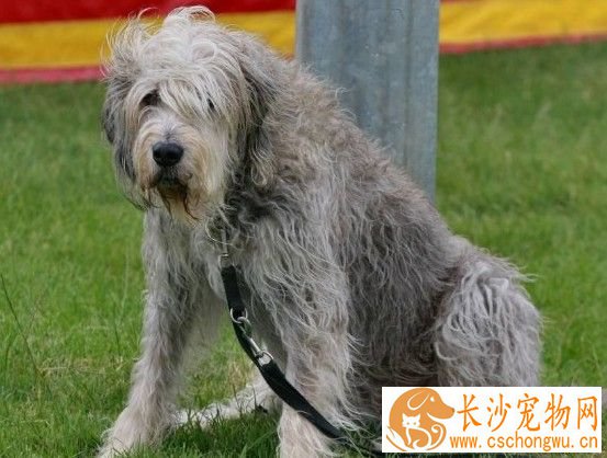 奥达猎犬的形态特征 FCI标准好严苛