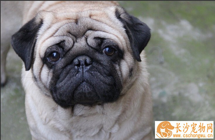 巴哥犬的特征 赛级巴哥挑选