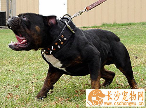 斗牛犬的分类 标准斗牛的体形特征