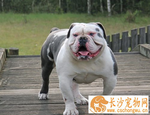 斗牛犬的标准 一般的外貌特征