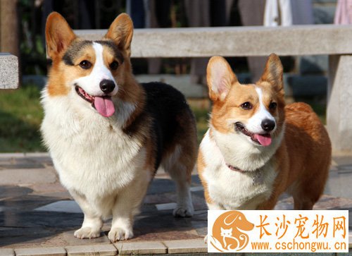 柯基犬的特点 从外貌特征去鉴别