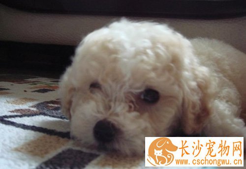 泰迪和比熊有什么区别 从外貌特征去辨别