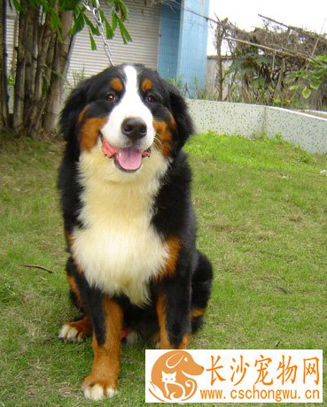 如何挑选伯恩山犬 看体态特征去了解