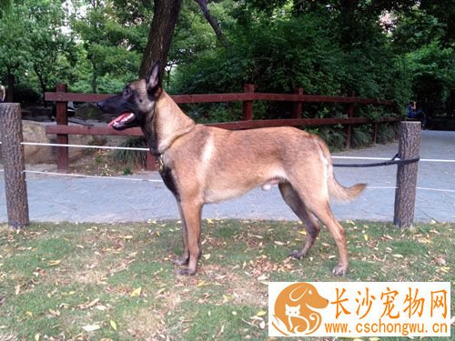 比利时马林诺斯犬的寿命 大概14年左右