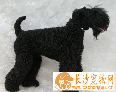 凯利蓝梗的性格 该犬具有独特的脾性