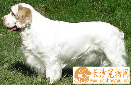 克伦伯猎鹬犬的性格 是一种高贵的狗