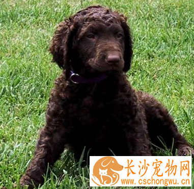 卷毛寻回犬的性格 该犬非常独立和冷静