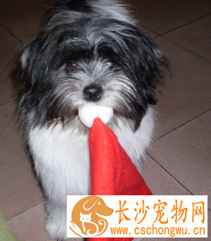 哈威那的性格 这种犬聪明友善