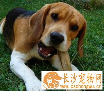 哈利犬的性格 该犬对人非常的友善