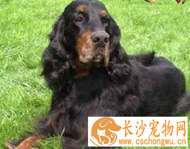 哥顿雪达犬的性格 该犬性格非常稳定