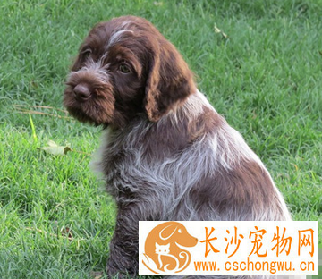 刚毛指示格里芬犬会咬人吗 性格较温顺
