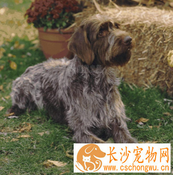 刚毛指示格里芬犬的性格 该犬非常的灵敏