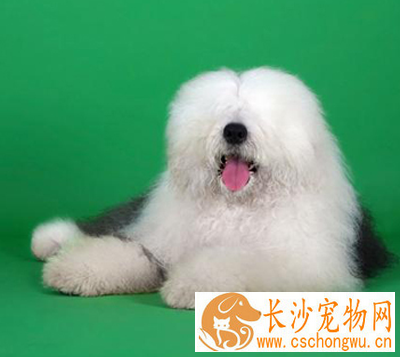 古代牧羊犬的性格 它们喜欢与人亲近