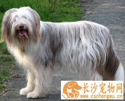 古代长须牧羊犬的性格 该犬非常友善