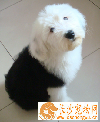 古代牧羊犬的特点 该犬性格非常友善