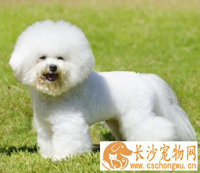 温顺的小型犬 迷你贵宾犬性格温顺