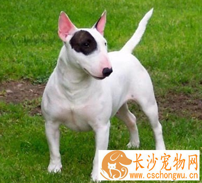 凶猛的小型犬 小型犬大多性格温顺
