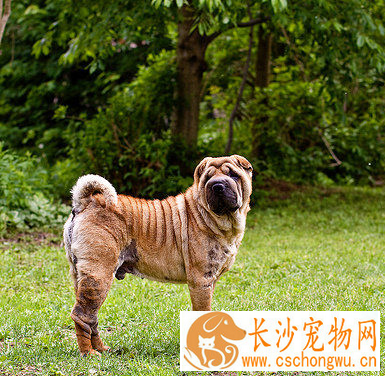沙皮狗一般多少钱 该犬性格比较稳定