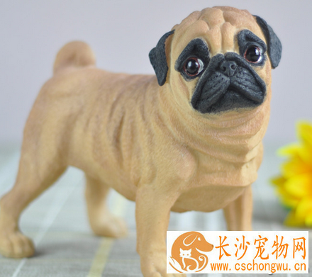 沙皮狗的性格 该犬平静而自信