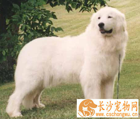 大白熊幼犬多少钱一只 该犬性格温顺