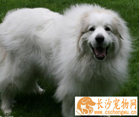 大白熊怎么样 该犬性格比较稳重