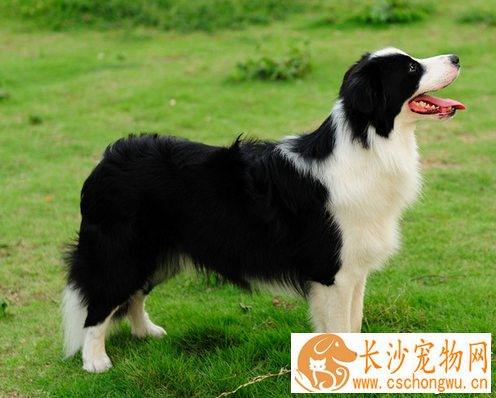 大丹犬性格 选狗要选和自己性格合适的