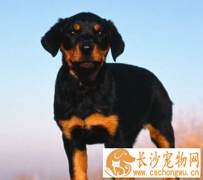 罗威纳犬性格 聪明懂事且对主人绝对忠诚
