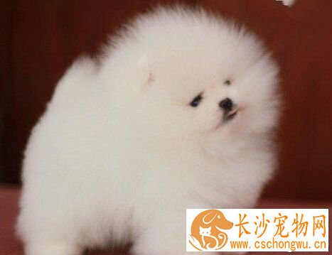 博美犬性格 撒娇可是博美犬的拿手好戏