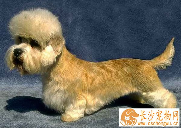 丹迪丁蒙梗的性格 梗类犬多数聪明活泼
